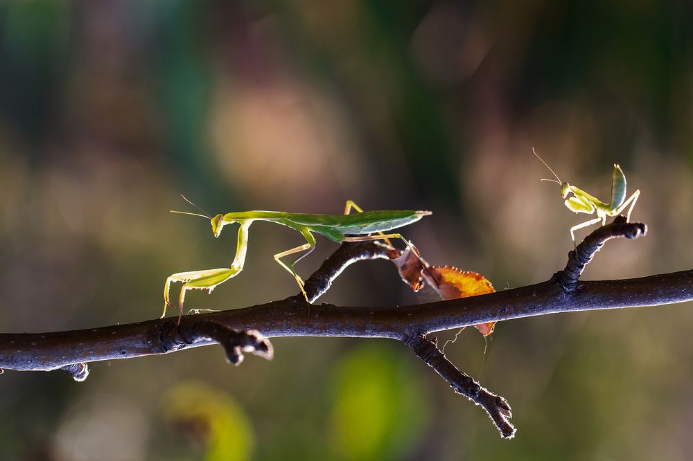 Photograph by Станка Петрова