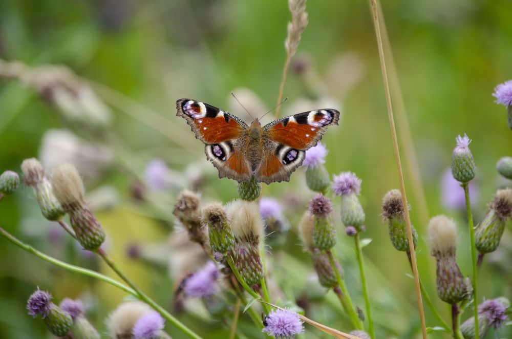 Photograph by Любовь Бусова