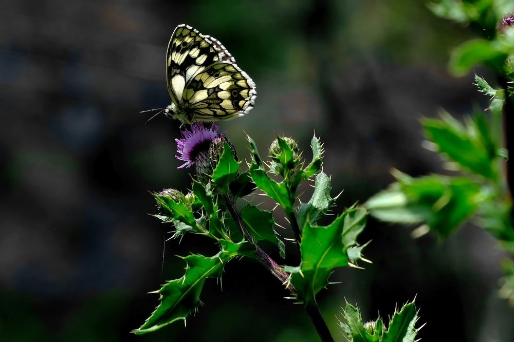 Фотография автора Dmitry