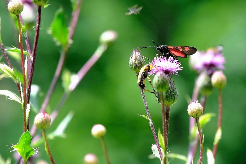Фотография автора Dmitry