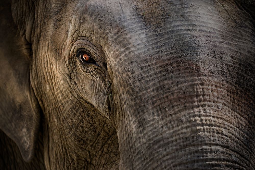 Photograph by Abbas Kalantar