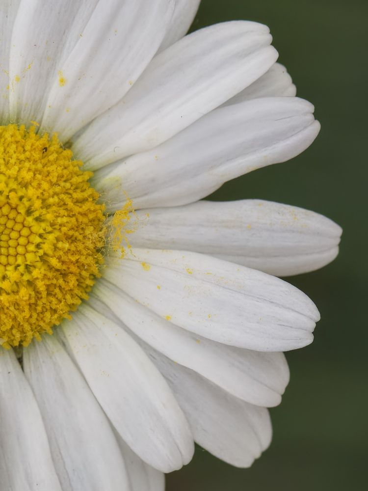 Photograph by Ирина Серегина