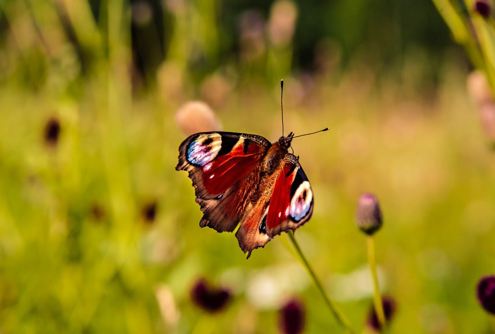 Photograph by Алексей Патрушев