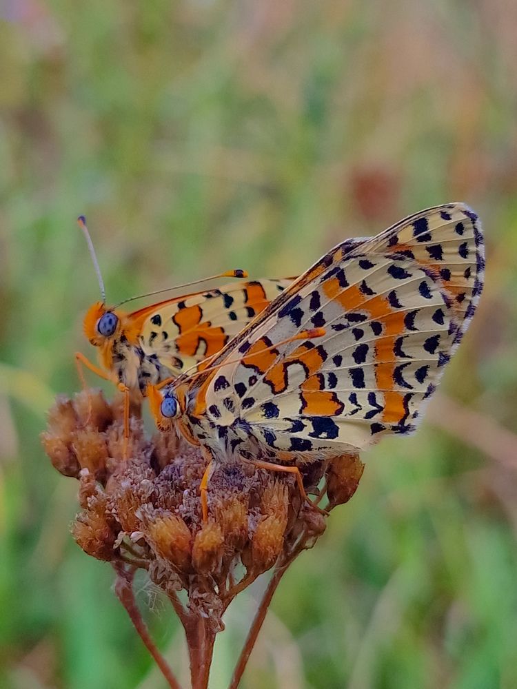 Photograph by Лариса Когтева