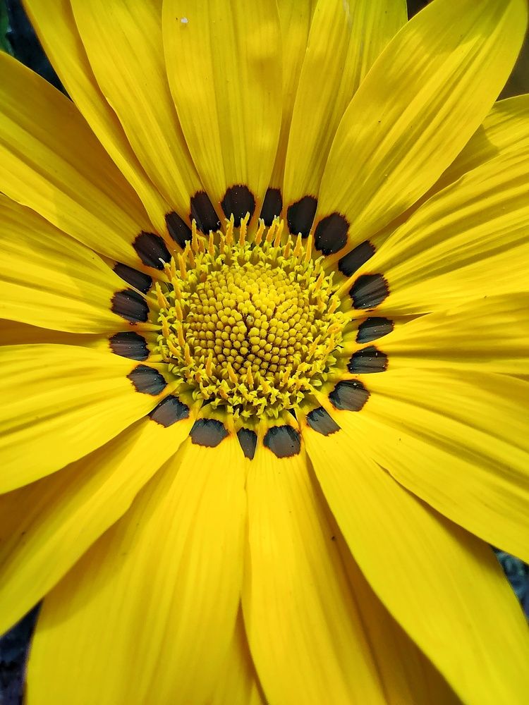 Yellow Yellow Beauty Fellow