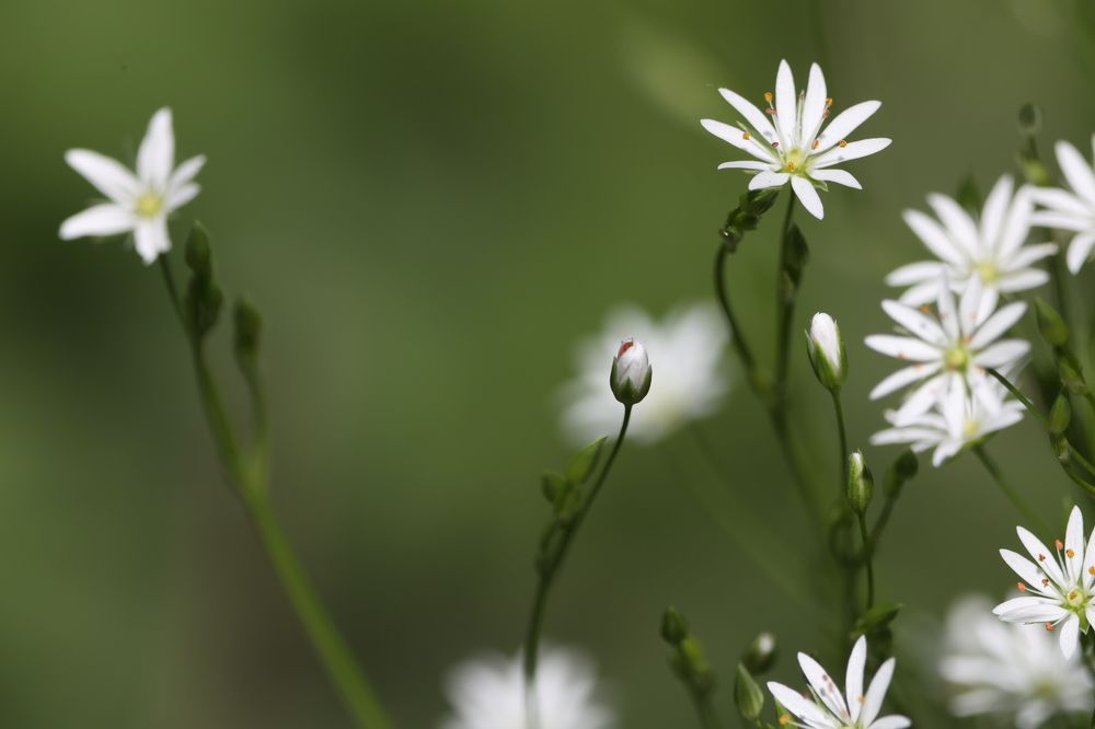Photograph by Щепанов Дмитрий