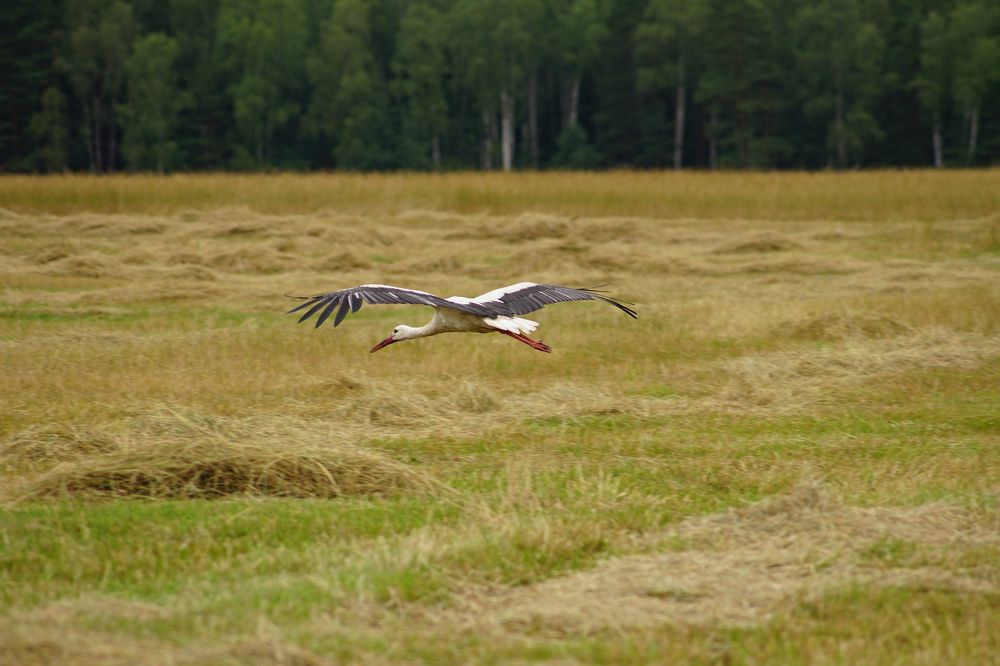 Photograph by Гюзель Даугуль