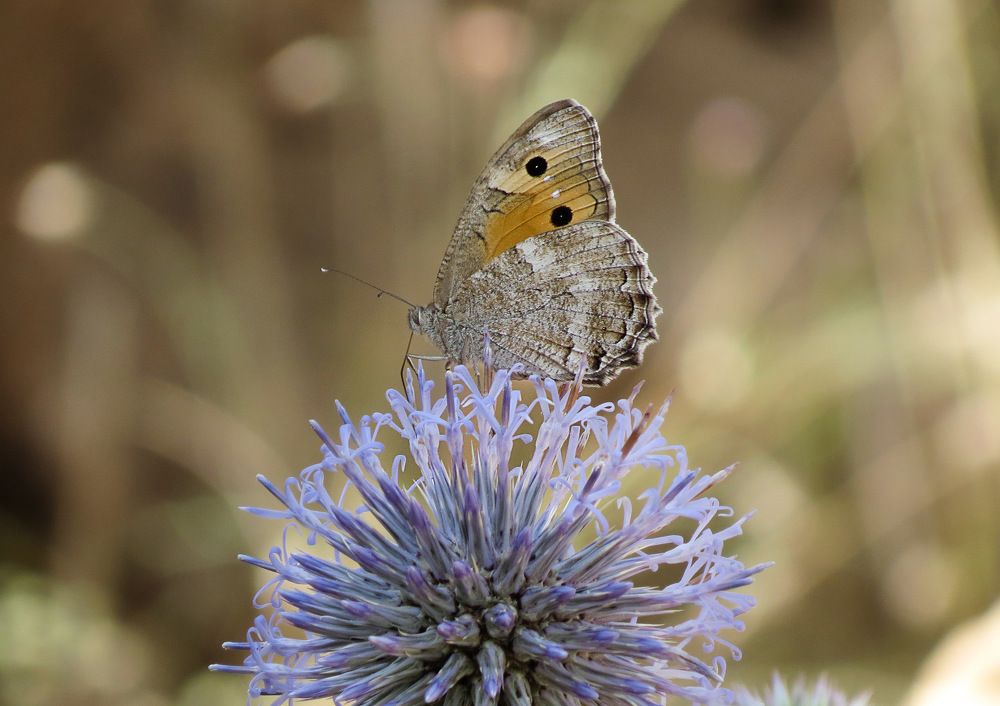 Photograph by mohsenzadeh mahnaz