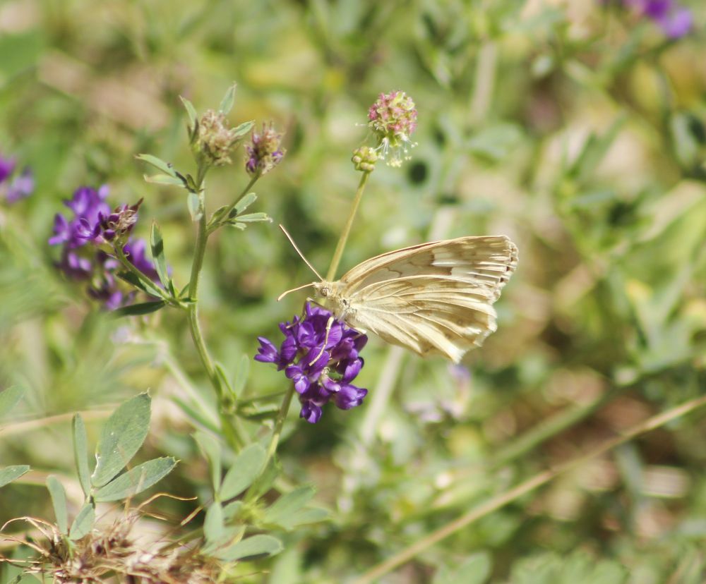 Photograph by mohsenzadeh mahnaz