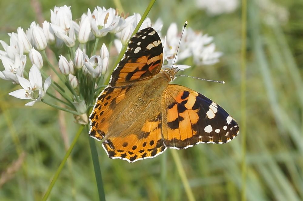 Photograph by Ольга Воронова