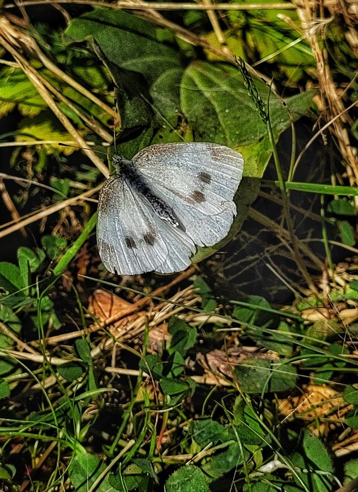 Photograph by Елена Иванова