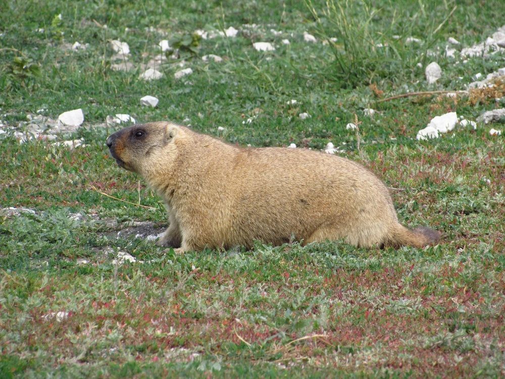 Photograph by Денис Веску