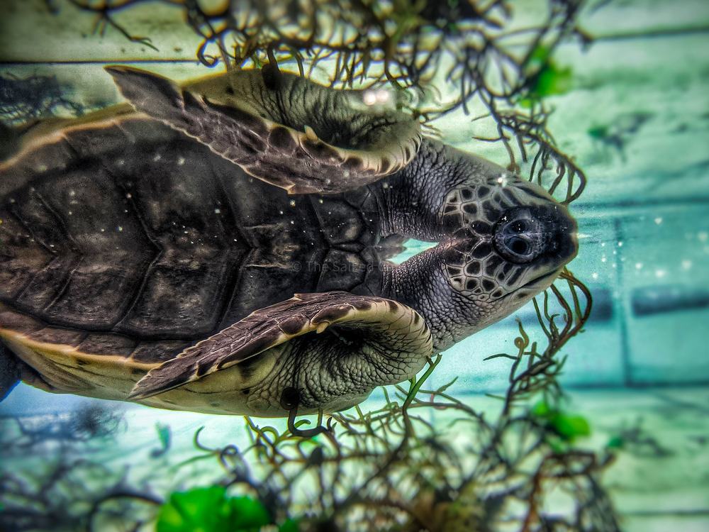 Photograph by SaiKiran Bhagavatula