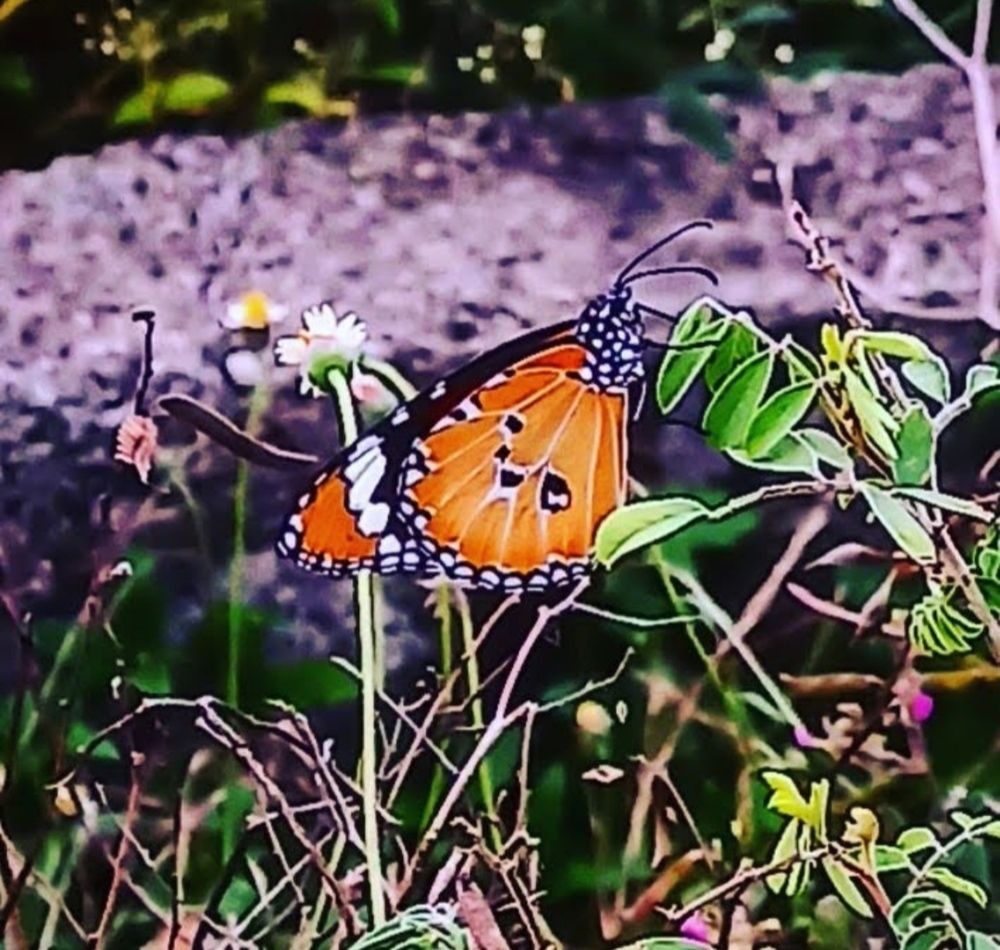 Photograph by S.Pavithra