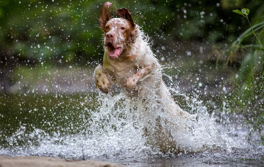 Photograph by Александр Чибиркин