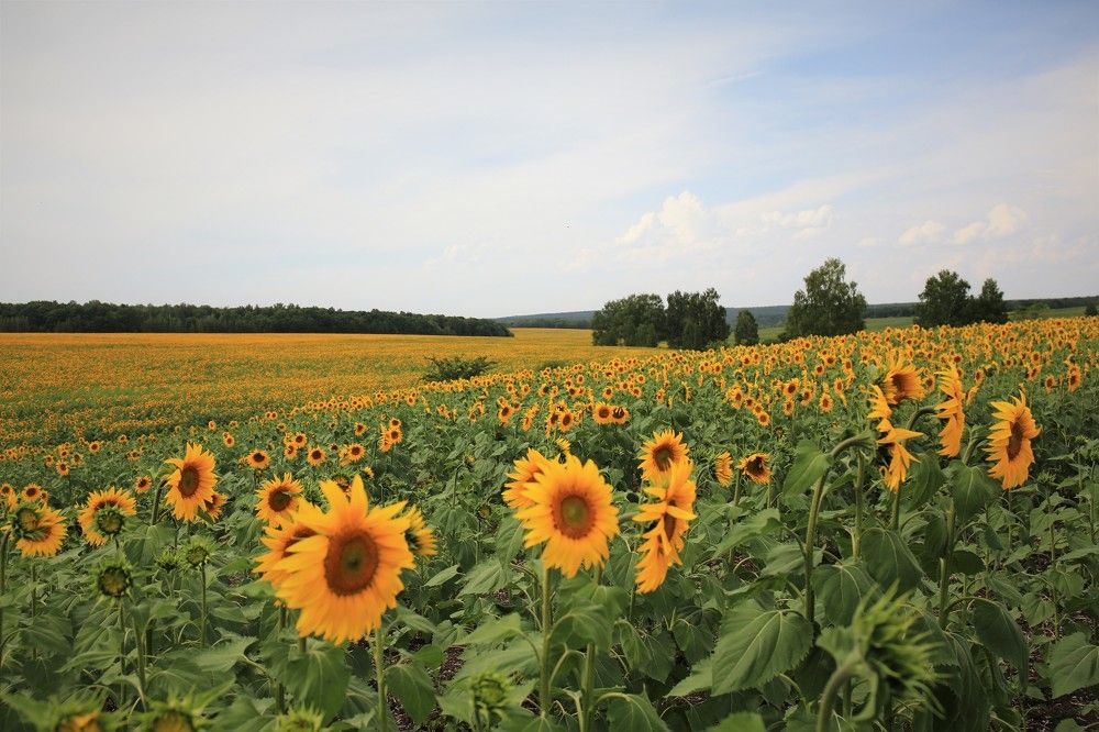 Photograph by Марина Юрченко