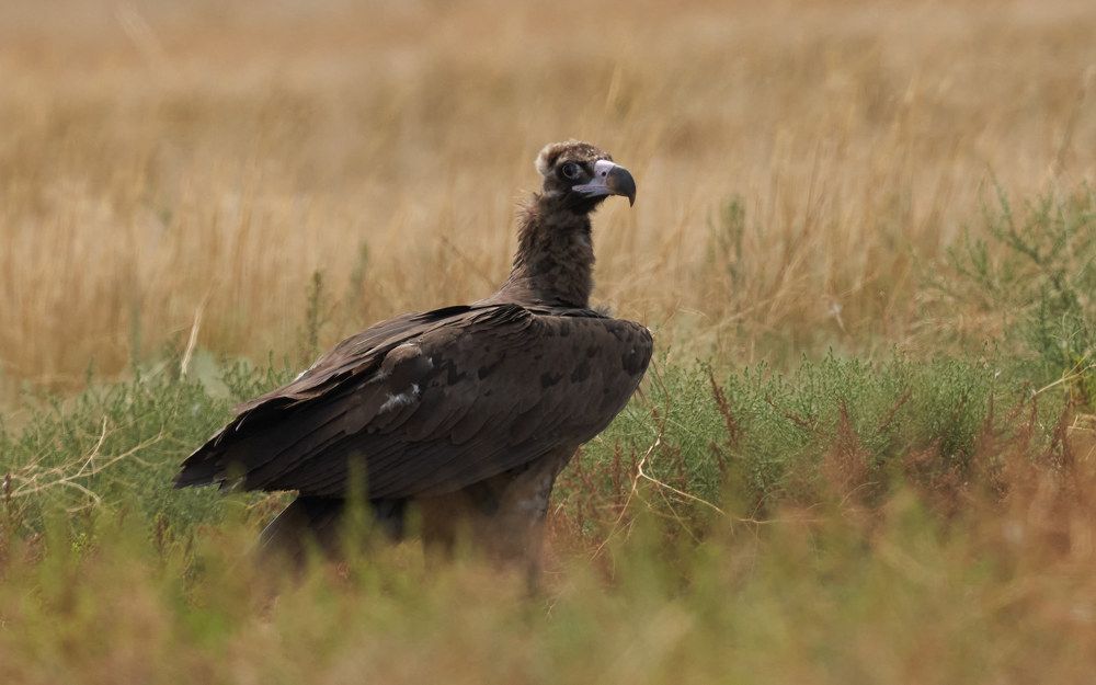 Photograph by Victor Krachkovsky