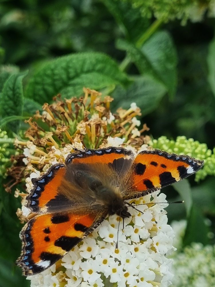 Photograph by Hanna Bourne