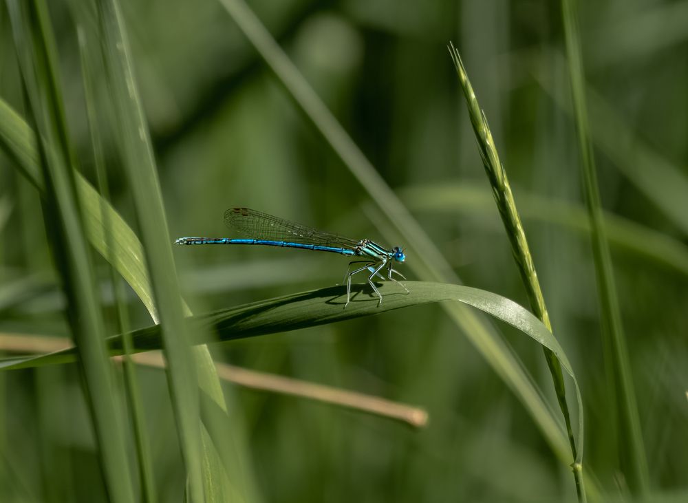 Photograph by Euegeniu Nicorici