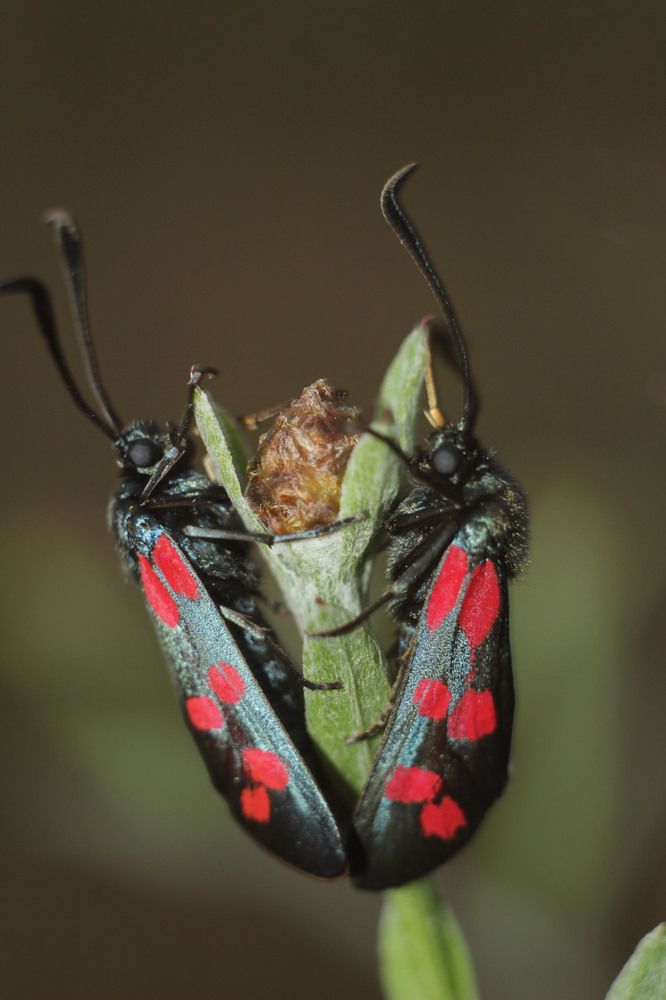 Photograph by Аlessandro