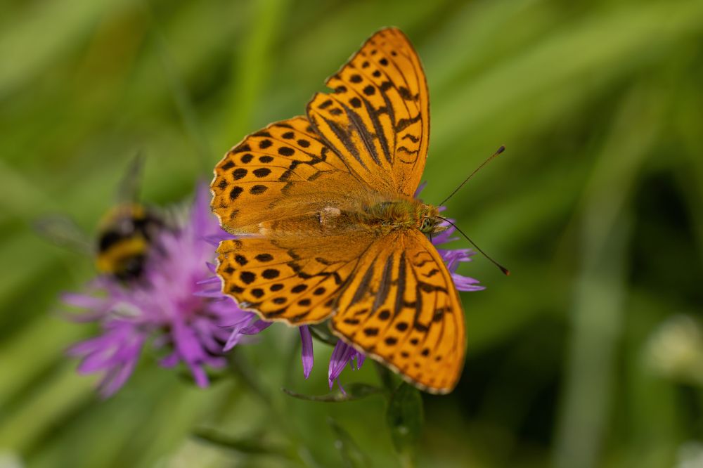 Photograph by Галина Павлова