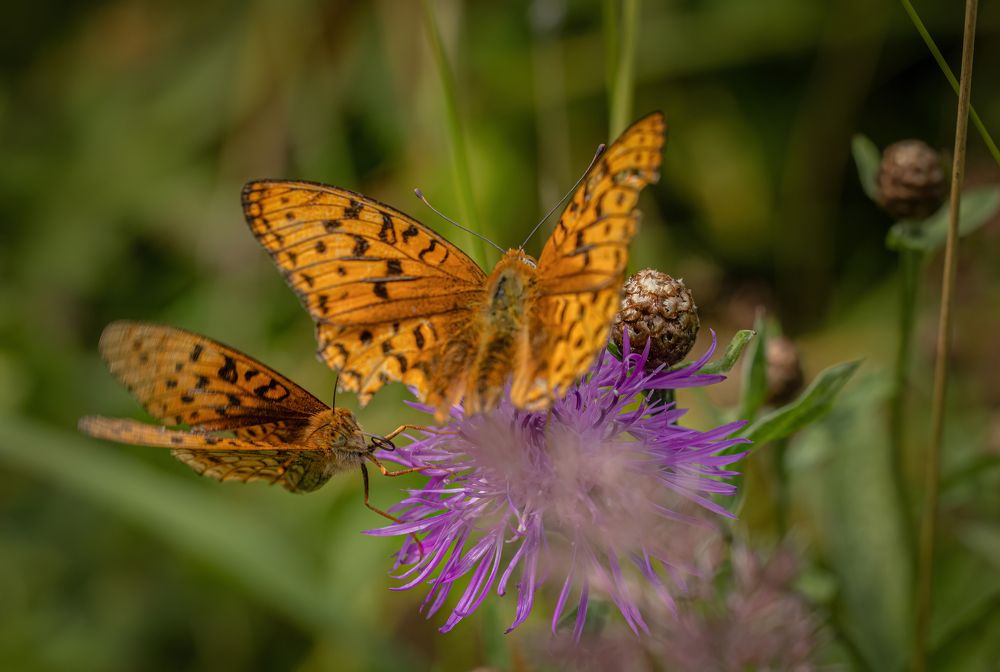 Photograph by Галина Павлова