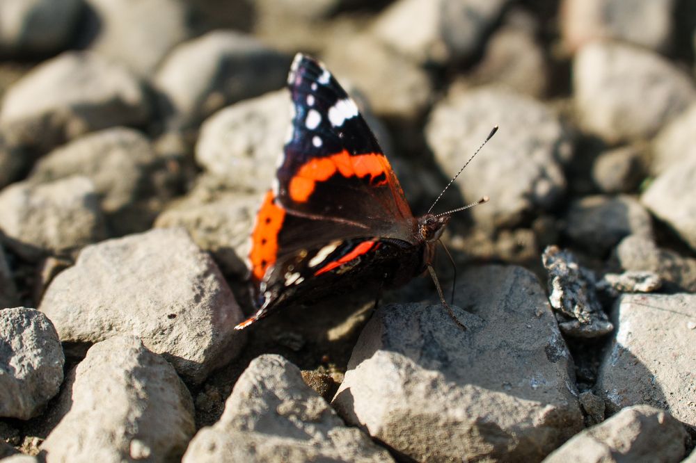 Photograph by Ольга Рачилова