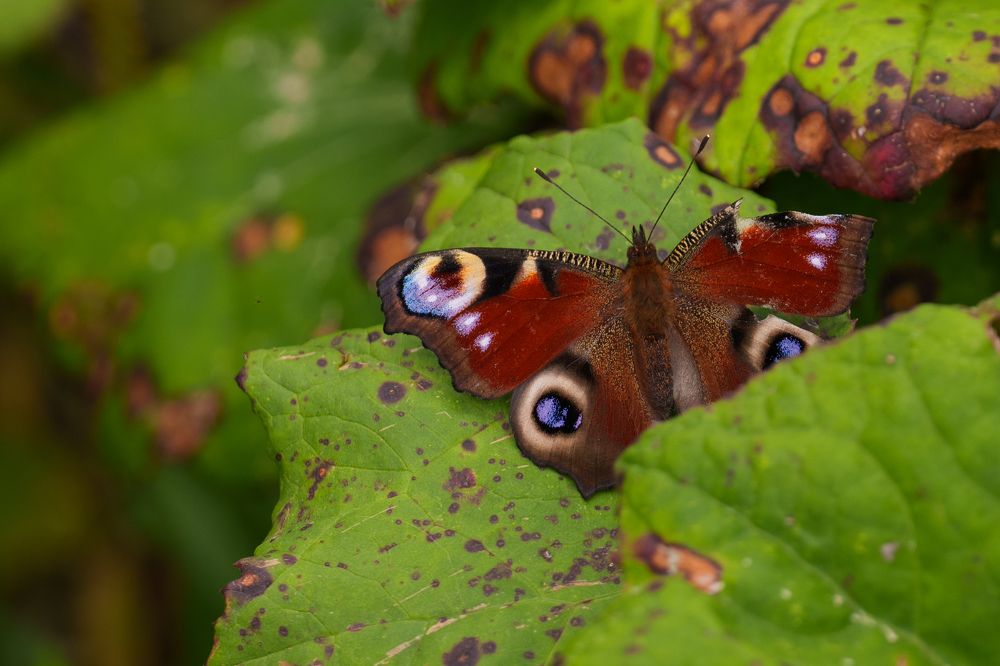 Photograph by Ольга Рачилова