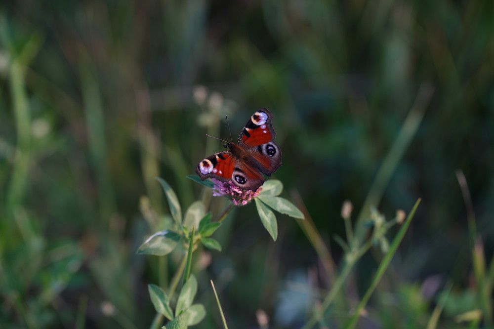 Photograph by Ольга Рачилова