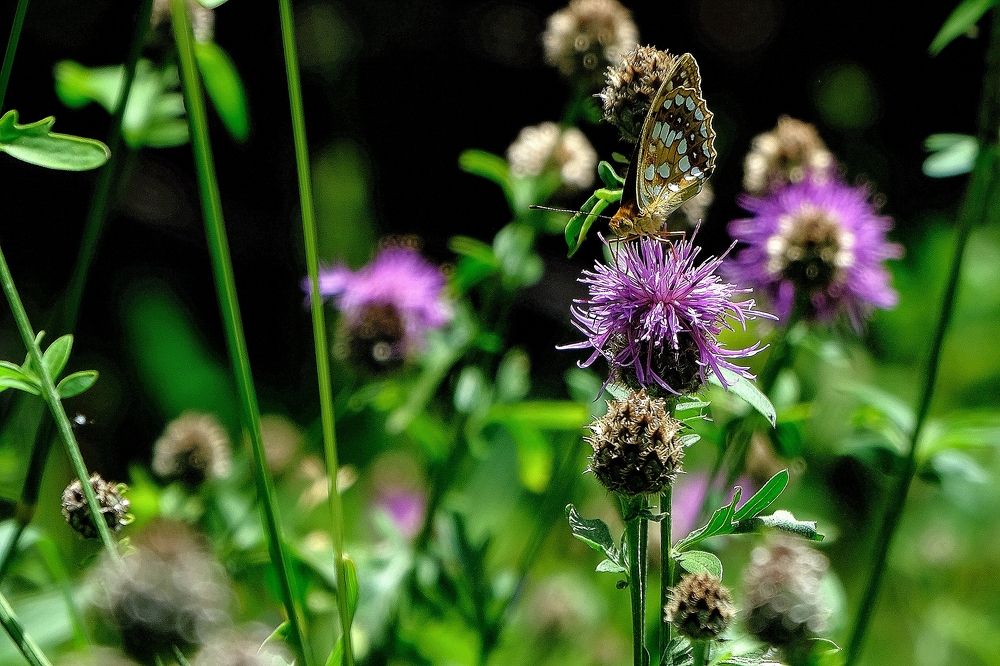 Фотография автора Dmitry