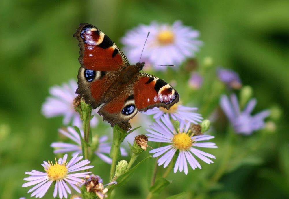 Фотография автора Nelya  Lysenko