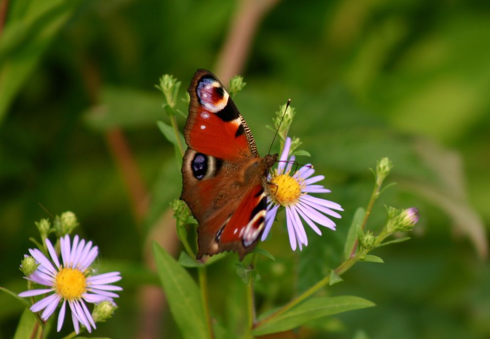Фотография автора Nelya  Lysenko