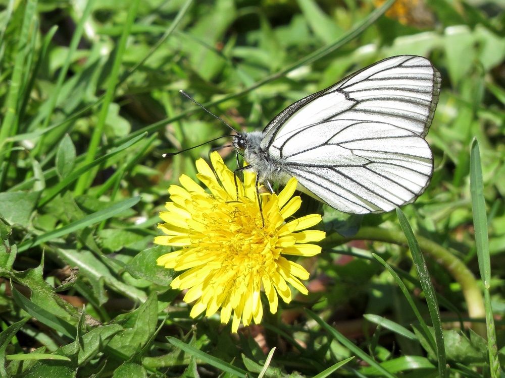Бабочка и одуванчик
