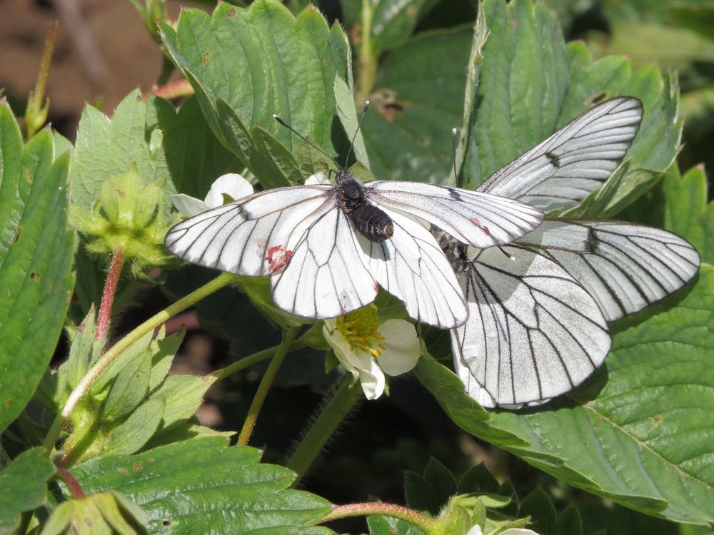 Капустницы