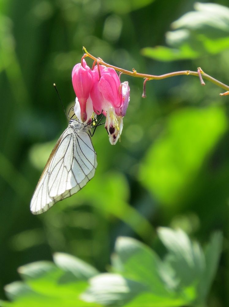 Photograph by Елена Лапина