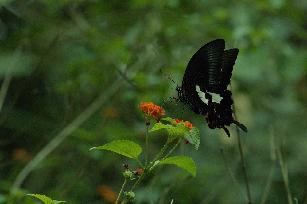 Photograph by Ajith Maniyan