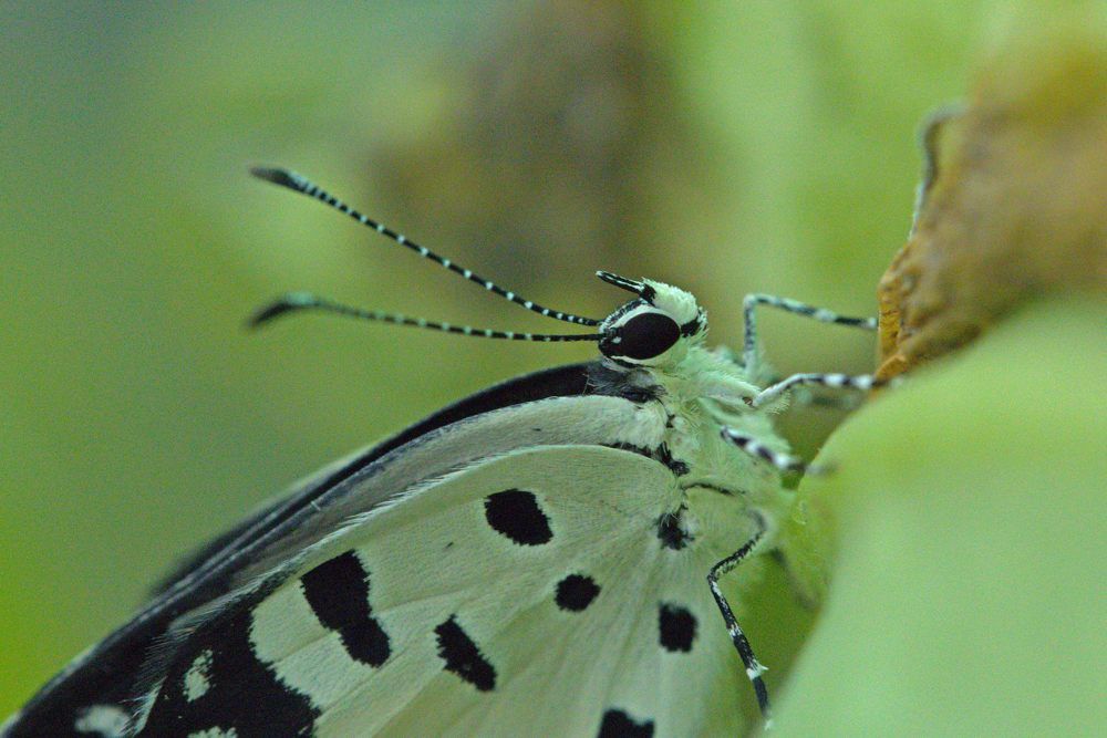 Photograph by Ajith Maniyan