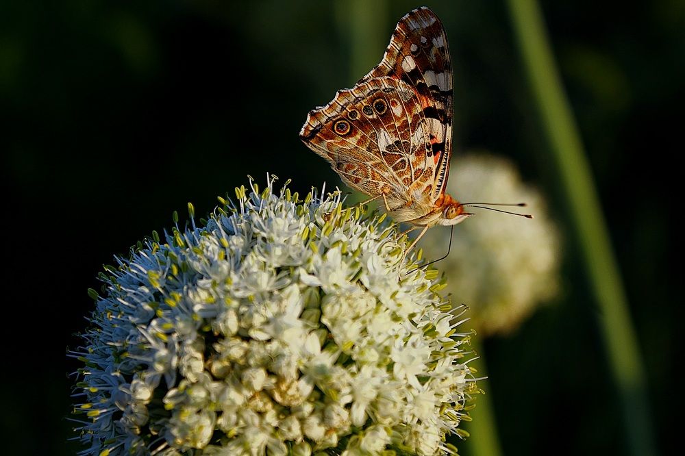 Photograph by Ксения Привалова