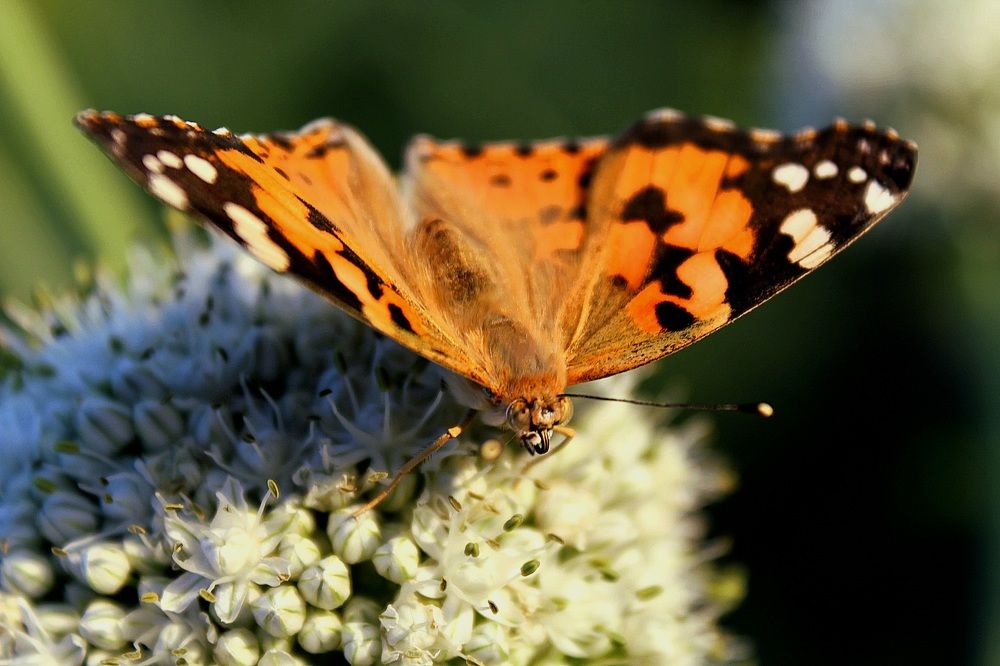 Photograph by Ксения Привалова