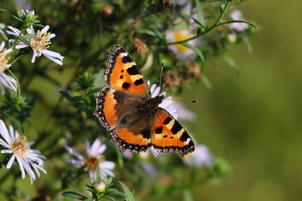 В начале сентября