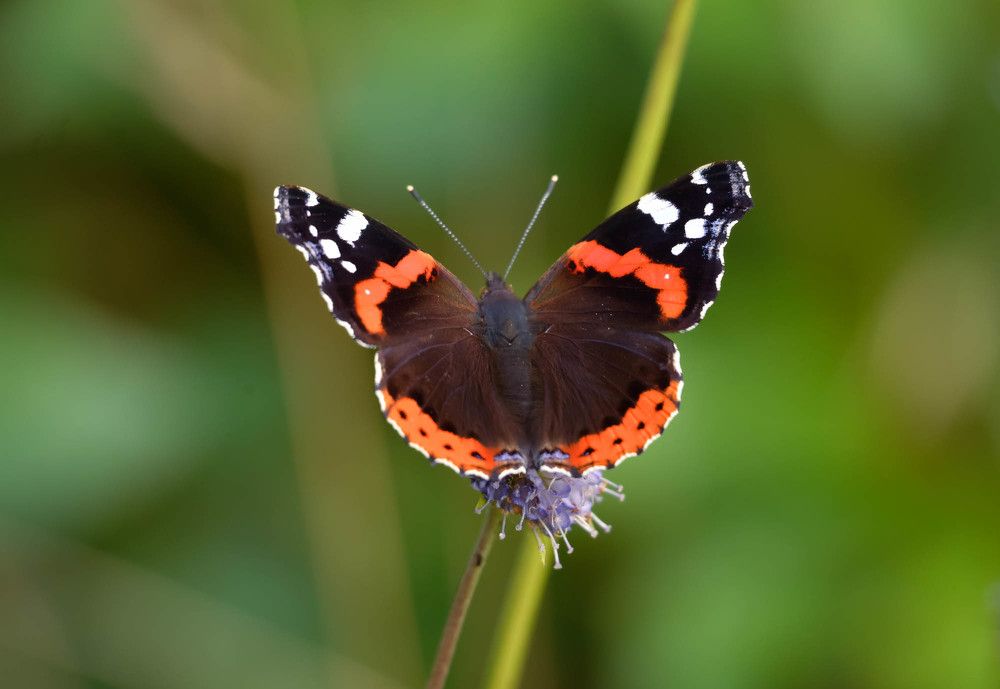 Photograph by Olga Mendosa