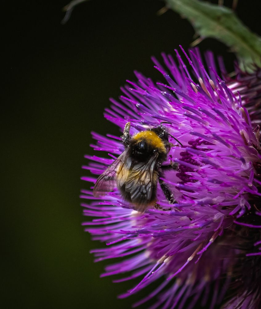 Photograph by Euegeniu Nicorici