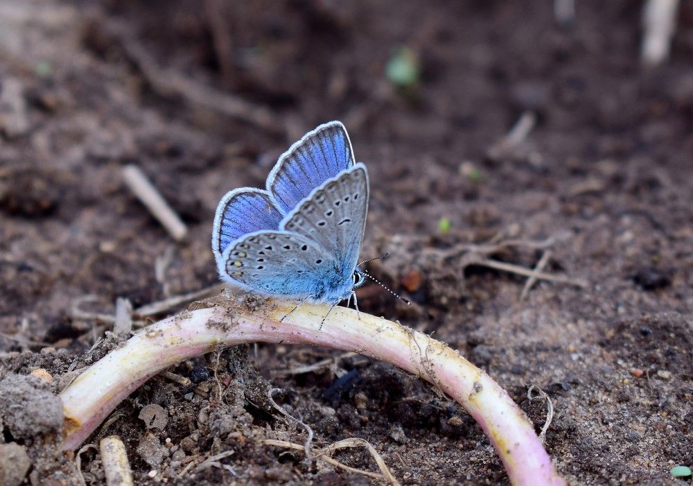 Фотография автора Оксана Льдинина
