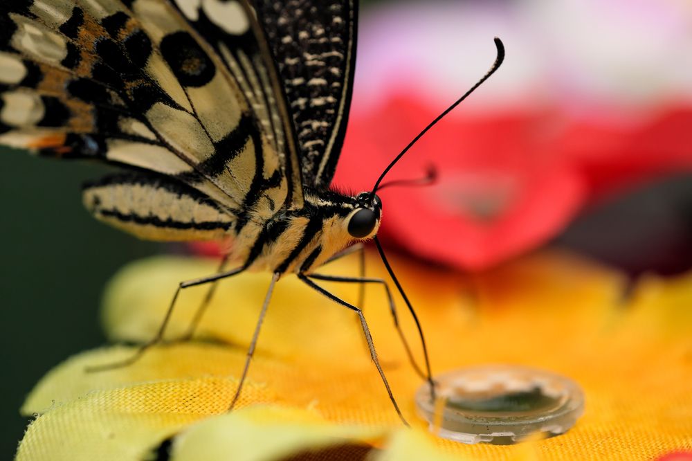 Photograph by Владимир Белобаба