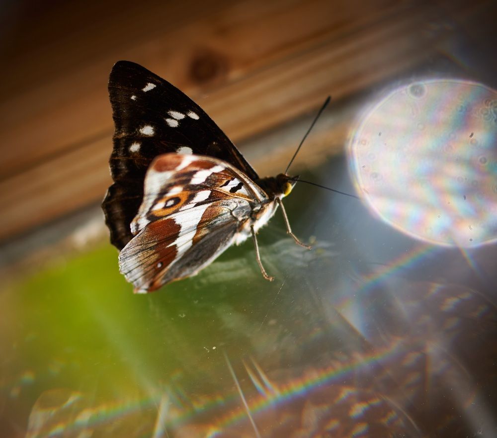 Photograph by Inna Tatarchenko