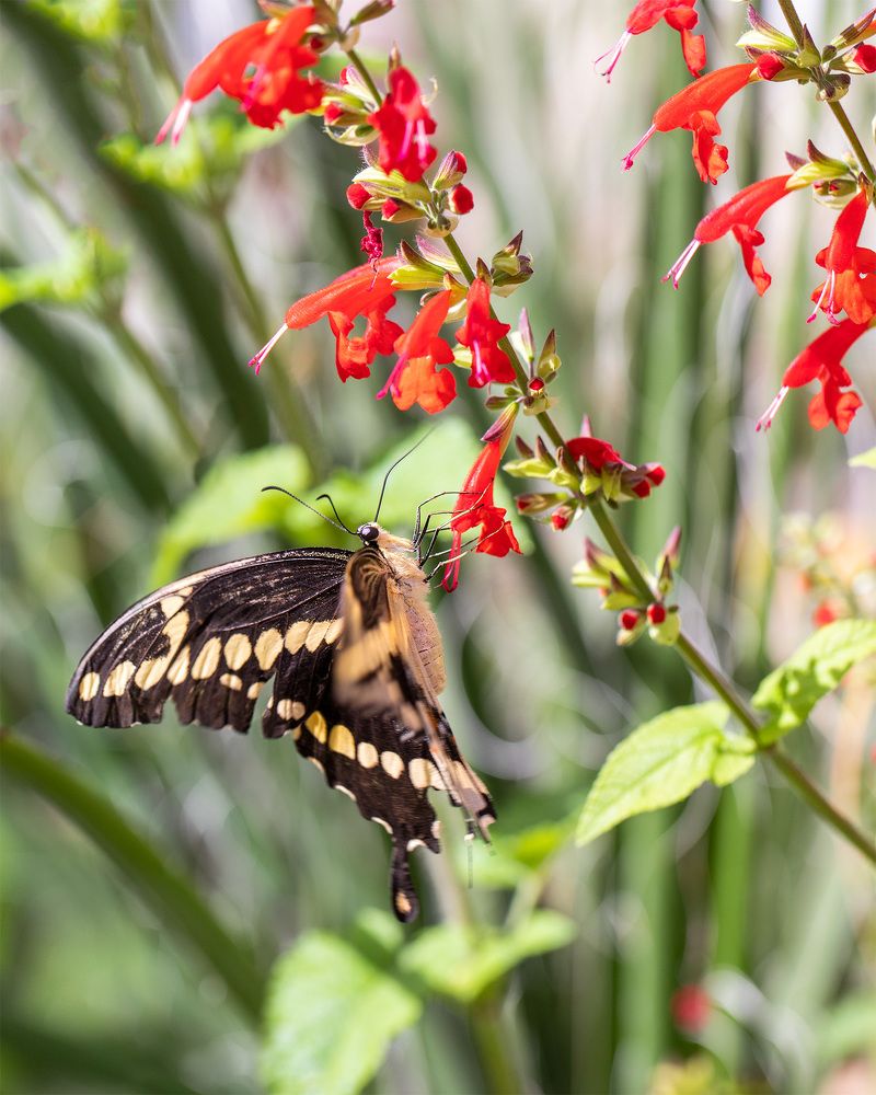 Photograph by Lana Anferow