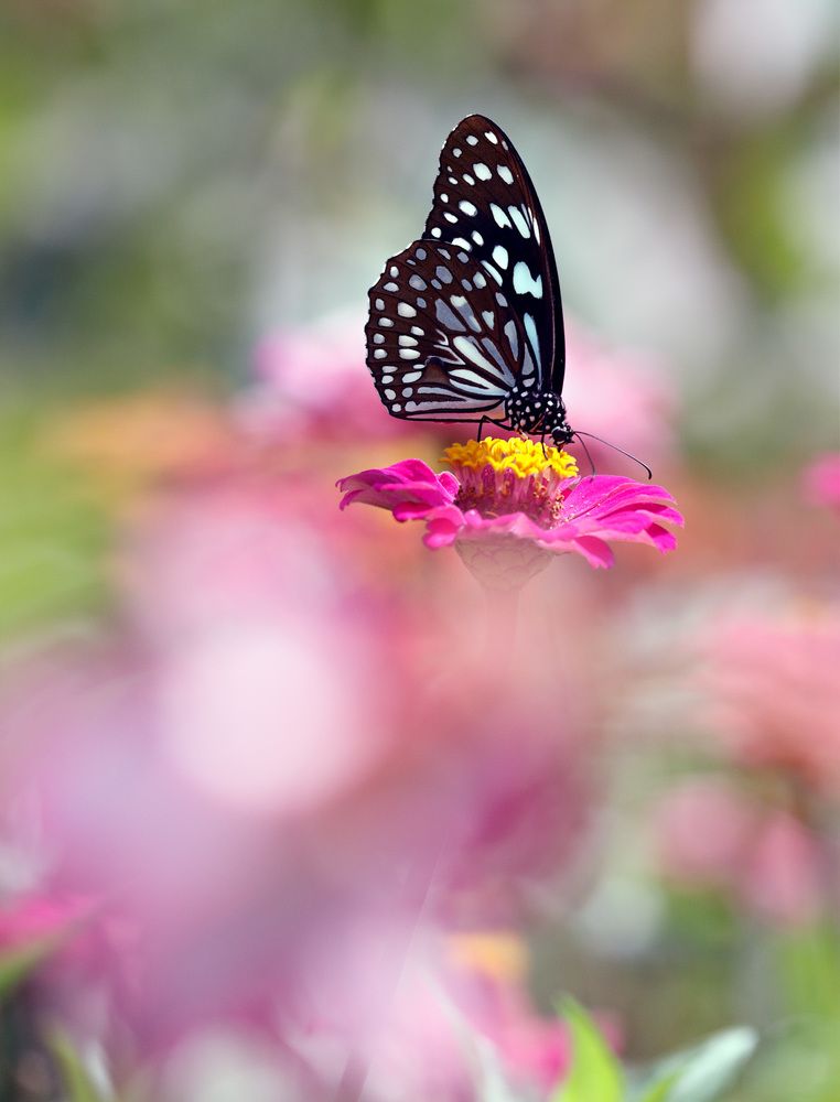 Живопись Природы