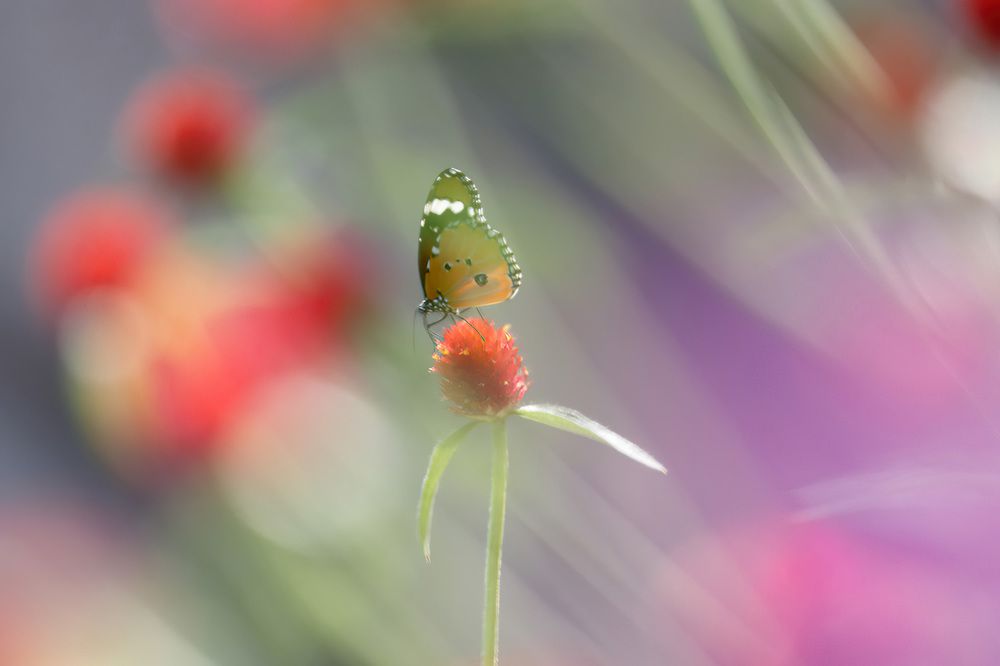 Фантазии бабочки