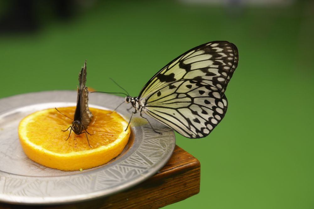 Photograph by Сагдиева Эльвира