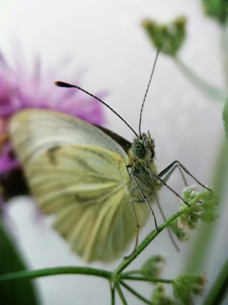 Photograph by DARIA DEMINA